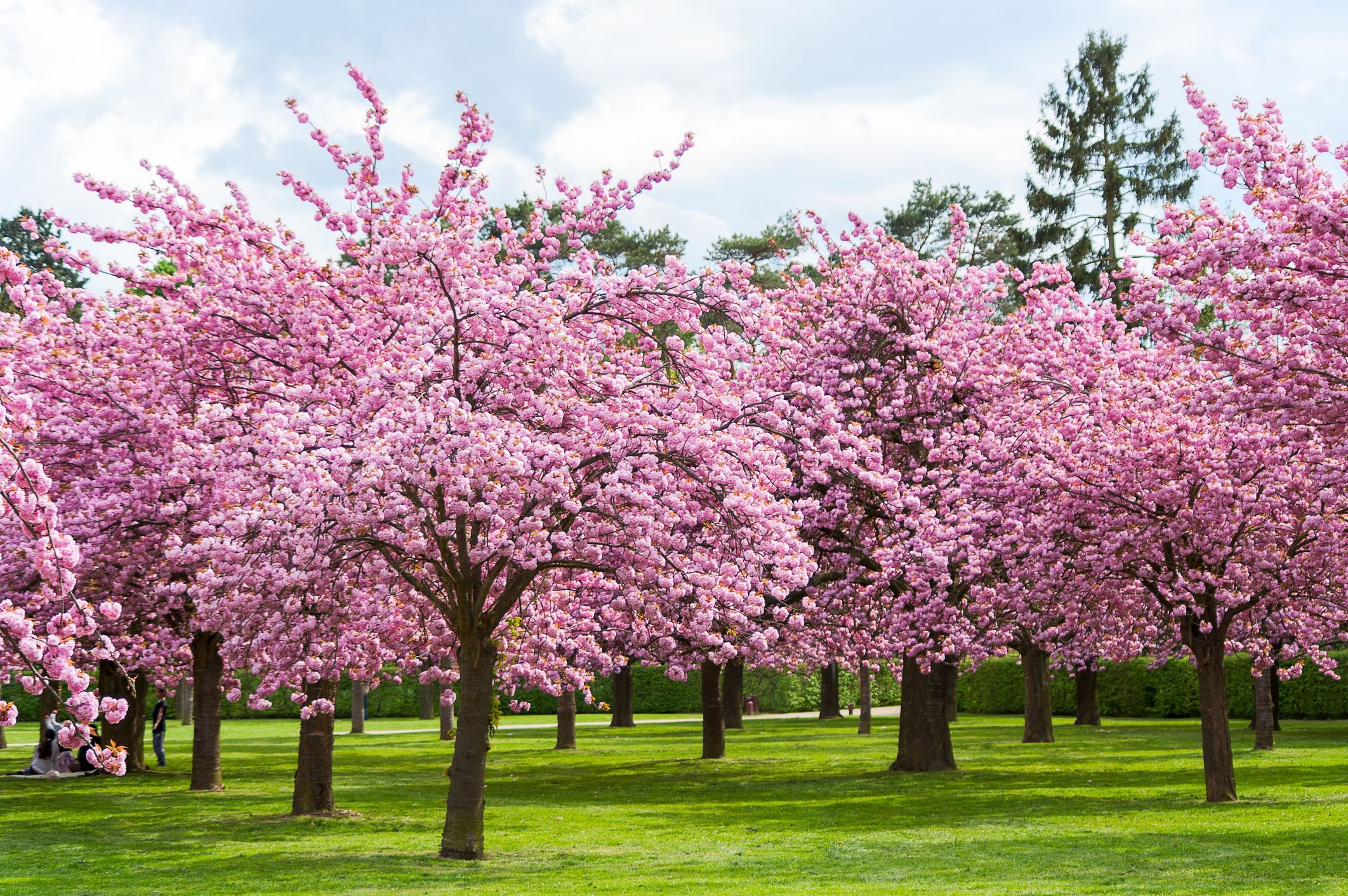 7. Sakura Hauno Nail Color in "Cherry Blossom Garden" shade - wide 10